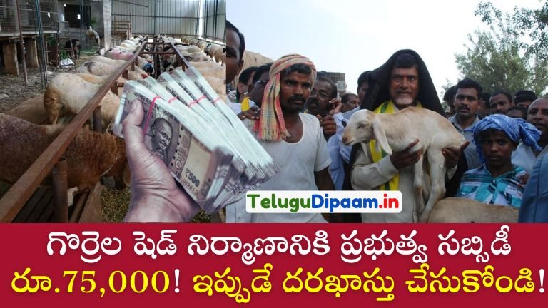 గొర్రెల షెడ్ నిర్మాణానికి ప్రభుత్వ సబ్సిడీ